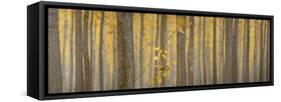 USA, Oregon, Morrow County. Poplar Trees at the Boardman Tree farm. Panorama.-Brent Bergherm-Framed Stretched Canvas