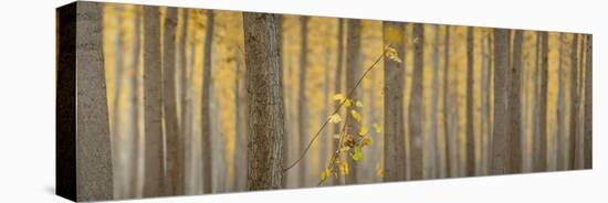 USA, Oregon, Morrow County. Poplar Trees at the Boardman Tree farm. Panorama.-Brent Bergherm-Stretched Canvas
