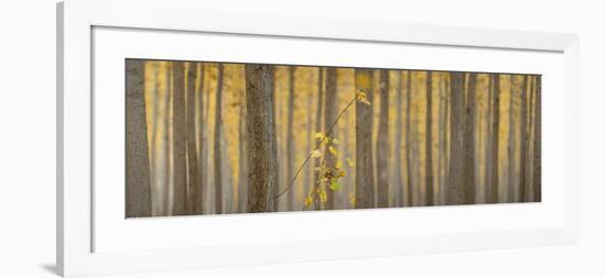 USA, Oregon, Morrow County. Poplar Trees at the Boardman Tree farm. Panorama.-Brent Bergherm-Framed Photographic Print