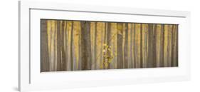 USA, Oregon, Morrow County. Poplar Trees at the Boardman Tree farm. Panorama.-Brent Bergherm-Framed Photographic Print