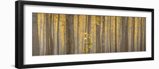 USA, Oregon, Morrow County. Poplar Trees at the Boardman Tree farm. Panorama.-Brent Bergherm-Framed Photographic Print