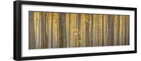 USA, Oregon, Morrow County. Poplar Trees at the Boardman Tree farm. Panorama.-Brent Bergherm-Framed Photographic Print