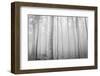 USA, Oregon, Morrow County. Poplar Trees at the Boardman Tree farm.-Brent Bergherm-Framed Photographic Print