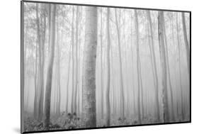 USA, Oregon, Morrow County. Poplar Trees at the Boardman Tree farm.-Brent Bergherm-Mounted Photographic Print