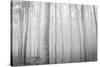 USA, Oregon, Morrow County. Poplar Trees at the Boardman Tree farm.-Brent Bergherm-Stretched Canvas