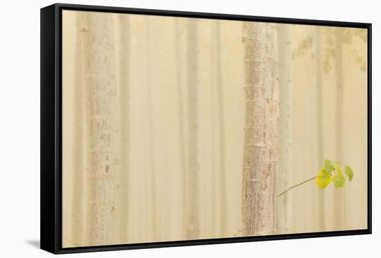 USA, Oregon, Morrow County. Poplar Trees at the Boardman Tree farm.-Brent Bergherm-Framed Stretched Canvas