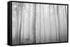 USA, Oregon, Morrow County. Poplar Trees at the Boardman Tree farm.-Brent Bergherm-Framed Stretched Canvas