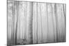 USA, Oregon, Morrow County. Poplar Trees at the Boardman Tree farm.-Brent Bergherm-Mounted Photographic Print