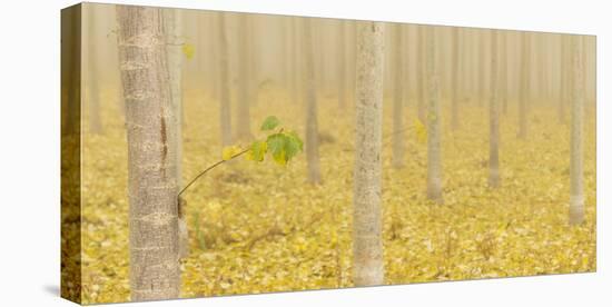 USA, Oregon, Morrow County. Poplar Trees at the Boardman Tree farm.-Brent Bergherm-Stretched Canvas