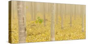 USA, Oregon, Morrow County. Poplar Trees at the Boardman Tree farm.-Brent Bergherm-Stretched Canvas