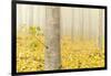 USA, Oregon, Morrow County. Poplar Trees at the Boardman Tree farm.-Brent Bergherm-Framed Photographic Print