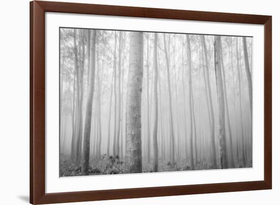 USA, Oregon, Morrow County. Poplar Trees at the Boardman Tree farm.-Brent Bergherm-Framed Photographic Print