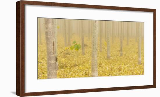 USA, Oregon, Morrow County. Poplar Trees at the Boardman Tree farm.-Brent Bergherm-Framed Photographic Print