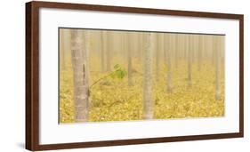 USA, Oregon, Morrow County. Poplar Trees at the Boardman Tree farm.-Brent Bergherm-Framed Photographic Print