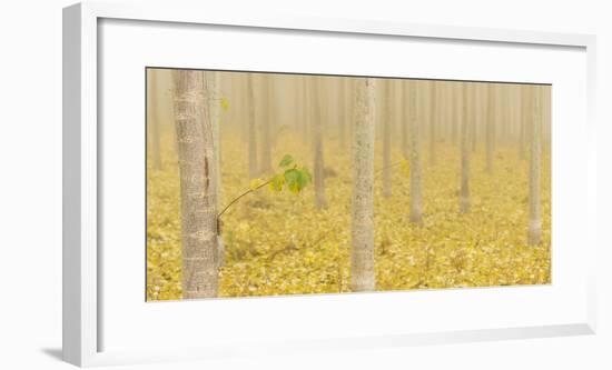 USA, Oregon, Morrow County. Poplar Trees at the Boardman Tree farm.-Brent Bergherm-Framed Photographic Print