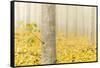 USA, Oregon, Morrow County. Poplar Trees at the Boardman Tree farm.-Brent Bergherm-Framed Stretched Canvas