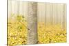 USA, Oregon, Morrow County. Poplar Trees at the Boardman Tree farm.-Brent Bergherm-Stretched Canvas