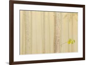 USA, Oregon, Morrow County. Poplar Trees at the Boardman Tree farm.-Brent Bergherm-Framed Photographic Print