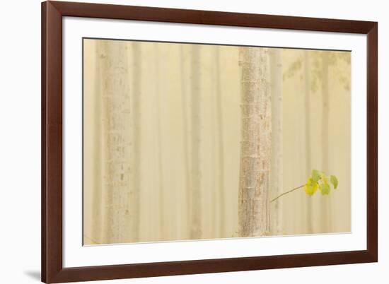 USA, Oregon, Morrow County. Poplar Trees at the Boardman Tree farm.-Brent Bergherm-Framed Photographic Print