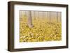 USA, Oregon, Morrow County. Poplar Trees at the Boardman Tree Farm.-Brent Bergherm-Framed Photographic Print