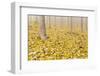 USA, Oregon, Morrow County. Poplar Trees at the Boardman Tree Farm.-Brent Bergherm-Framed Photographic Print