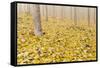 USA, Oregon, Morrow County. Poplar Trees at the Boardman Tree Farm.-Brent Bergherm-Framed Stretched Canvas