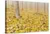 USA, Oregon, Morrow County. Poplar Trees at the Boardman Tree Farm.-Brent Bergherm-Stretched Canvas