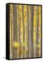 USA, Oregon, Morrow County. Poplar Trees at the Boardman Tree Farm.-Brent Bergherm-Framed Stretched Canvas