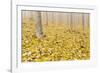 USA, Oregon, Morrow County. Poplar Trees at the Boardman Tree Farm.-Brent Bergherm-Framed Photographic Print