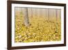 USA, Oregon, Morrow County. Poplar Trees at the Boardman Tree Farm.-Brent Bergherm-Framed Photographic Print