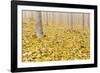 USA, Oregon, Morrow County. Poplar Trees at the Boardman Tree Farm.-Brent Bergherm-Framed Photographic Print