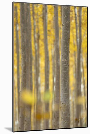 USA, Oregon, Morrow County. Poplar Trees at the Boardman Tree Farm.-Brent Bergherm-Mounted Photographic Print