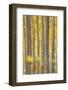 USA, Oregon, Morrow County. Poplar Trees at the Boardman Tree Farm.-Brent Bergherm-Framed Photographic Print