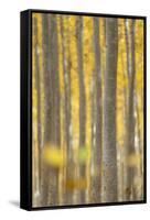 USA, Oregon, Morrow County. Poplar Trees at the Boardman Tree Farm.-Brent Bergherm-Framed Stretched Canvas