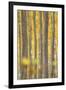 USA, Oregon, Morrow County. Poplar Trees at the Boardman Tree Farm.-Brent Bergherm-Framed Photographic Print