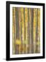 USA, Oregon, Morrow County. Poplar Trees at the Boardman Tree Farm.-Brent Bergherm-Framed Photographic Print