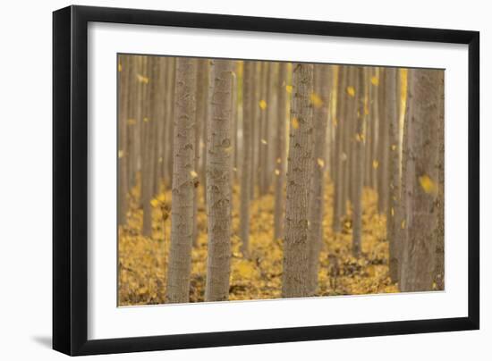 USA, Oregon, Morrow County. Poplar Trees at the Boardman Tree farm.-Brent Bergherm-Framed Photographic Print