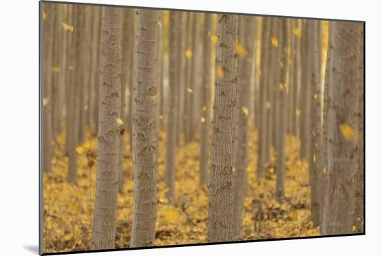 USA, Oregon, Morrow County. Poplar Trees at the Boardman Tree farm.-Brent Bergherm-Mounted Photographic Print