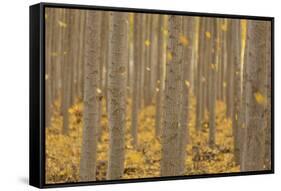 USA, Oregon, Morrow County. Poplar Trees at the Boardman Tree farm.-Brent Bergherm-Framed Stretched Canvas
