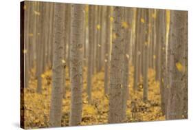 USA, Oregon, Morrow County. Poplar Trees at the Boardman Tree farm.-Brent Bergherm-Stretched Canvas