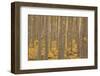 USA, Oregon, Morrow County. Poplar Trees at the Boardman Tree farm.-Brent Bergherm-Framed Photographic Print