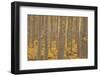 USA, Oregon, Morrow County. Poplar Trees at the Boardman Tree farm.-Brent Bergherm-Framed Photographic Print