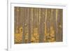 USA, Oregon, Morrow County. Poplar Trees at the Boardman Tree farm.-Brent Bergherm-Framed Photographic Print