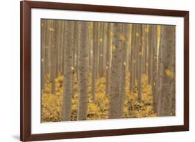 USA, Oregon, Morrow County. Poplar Trees at the Boardman Tree farm.-Brent Bergherm-Framed Photographic Print