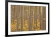 USA, Oregon, Morrow County. Poplar Trees at the Boardman Tree farm.-Brent Bergherm-Framed Photographic Print