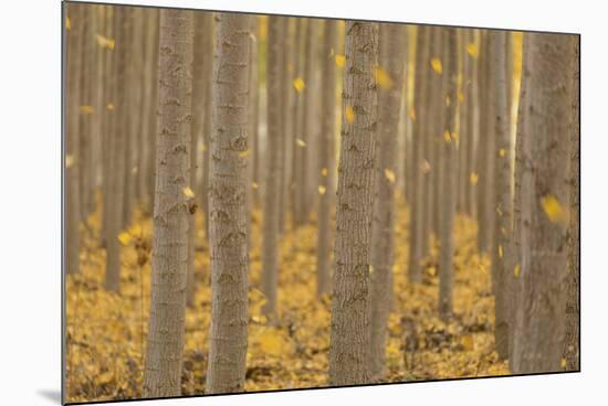 USA, Oregon, Morrow County. Poplar Trees at the Boardman Tree farm.-Brent Bergherm-Mounted Photographic Print