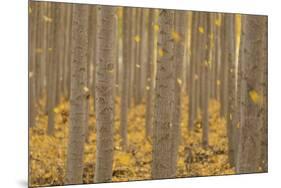 USA, Oregon, Morrow County. Poplar Trees at the Boardman Tree farm.-Brent Bergherm-Mounted Photographic Print