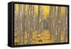 USA, Oregon, Morrow County. Poplar Trees at the Boardman Tree farm.-Brent Bergherm-Framed Stretched Canvas