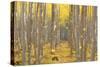 USA, Oregon, Morrow County. Poplar Trees at the Boardman Tree farm.-Brent Bergherm-Stretched Canvas