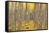 USA, Oregon, Morrow County. Poplar Trees at the Boardman Tree farm.-Brent Bergherm-Framed Stretched Canvas